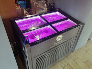 Кафе «Рыжий лис»