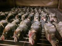 Подбор рецептур на фабрике-кухне сети "Азбука Вкуса"